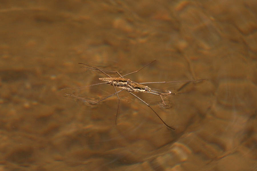 Amori in Giugno